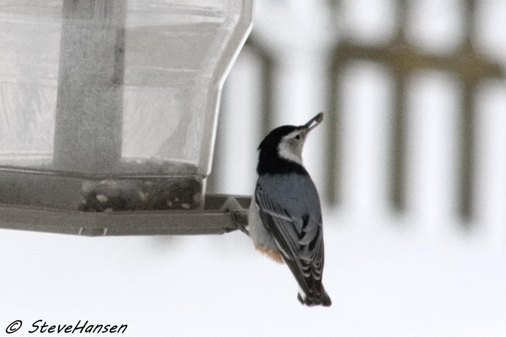 DSC_6989.jpg