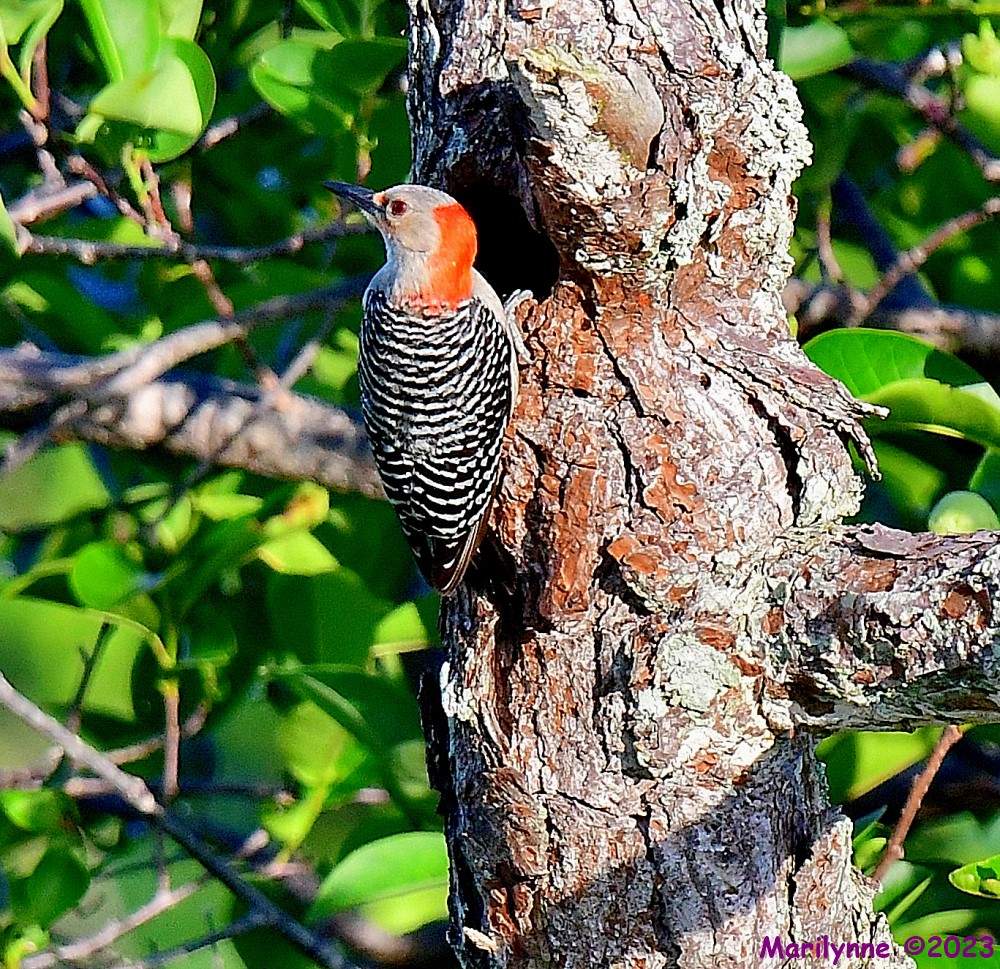 DSC_6989_001.JPG