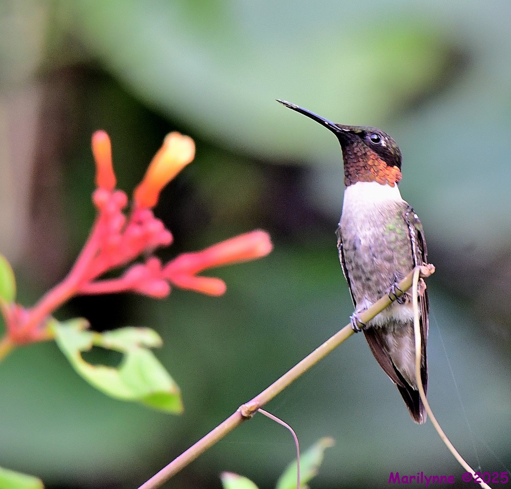 DSC_6989_001.JPG