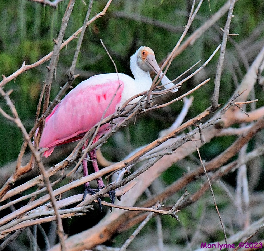 DSC_6990_001.JPG