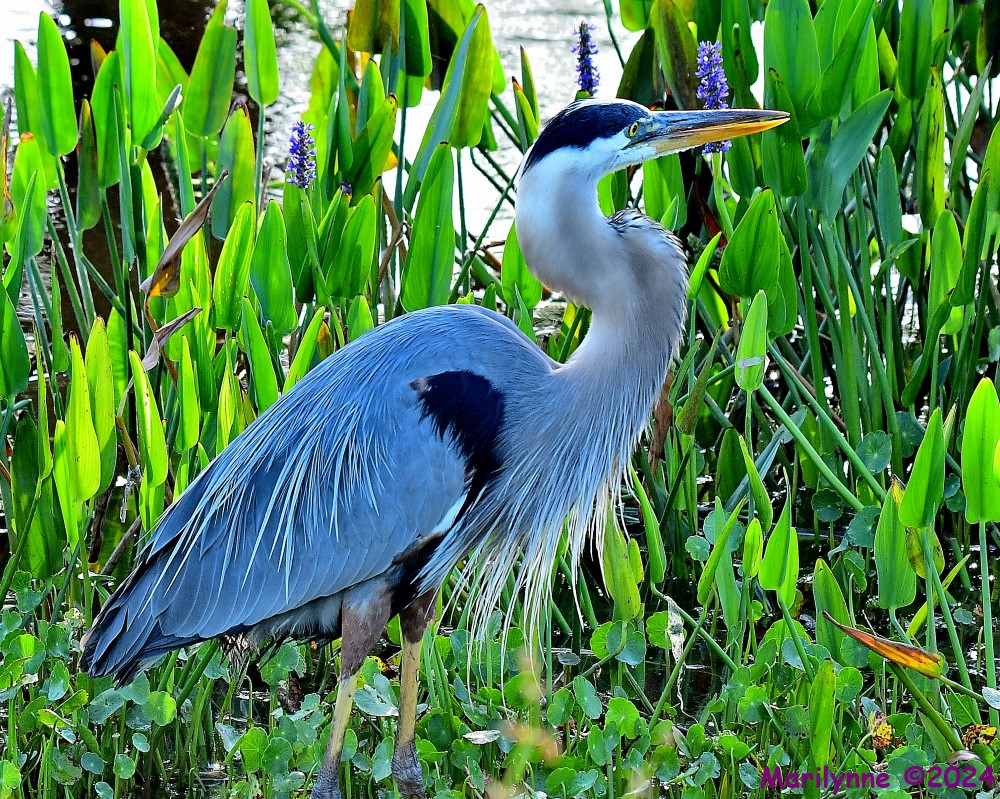 DSC_6990_001.JPG
