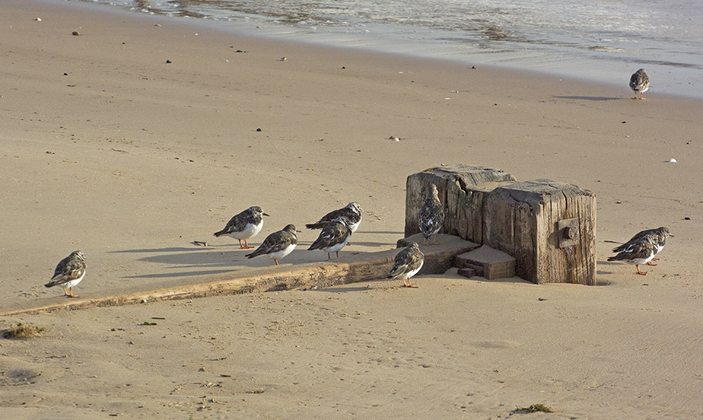 DSC_6992.jpg