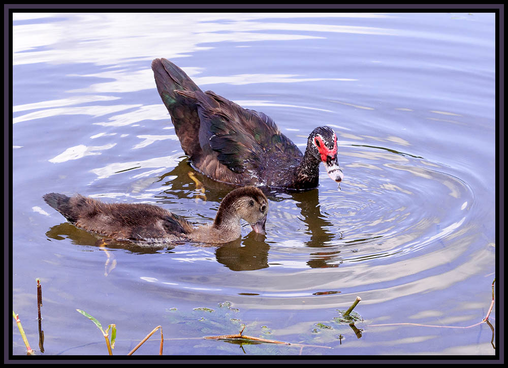 DSC_6992.jpg