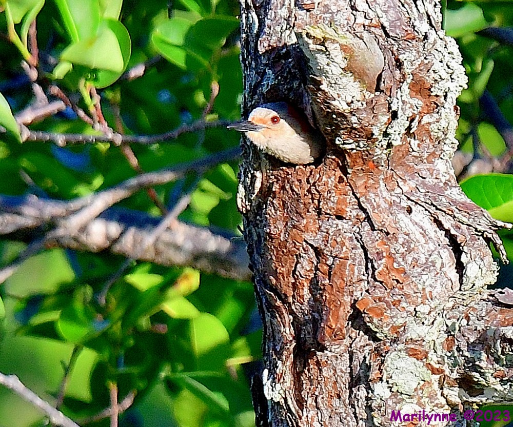 DSC_6992_001.JPG