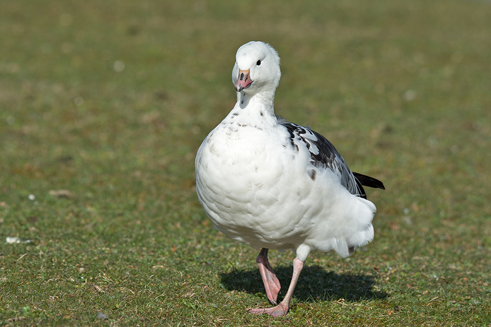 DSC_6994.jpg