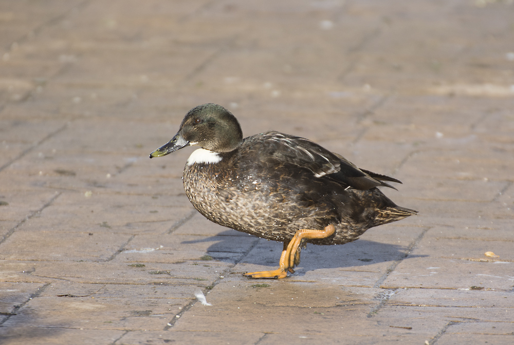 DSC_6994.jpg