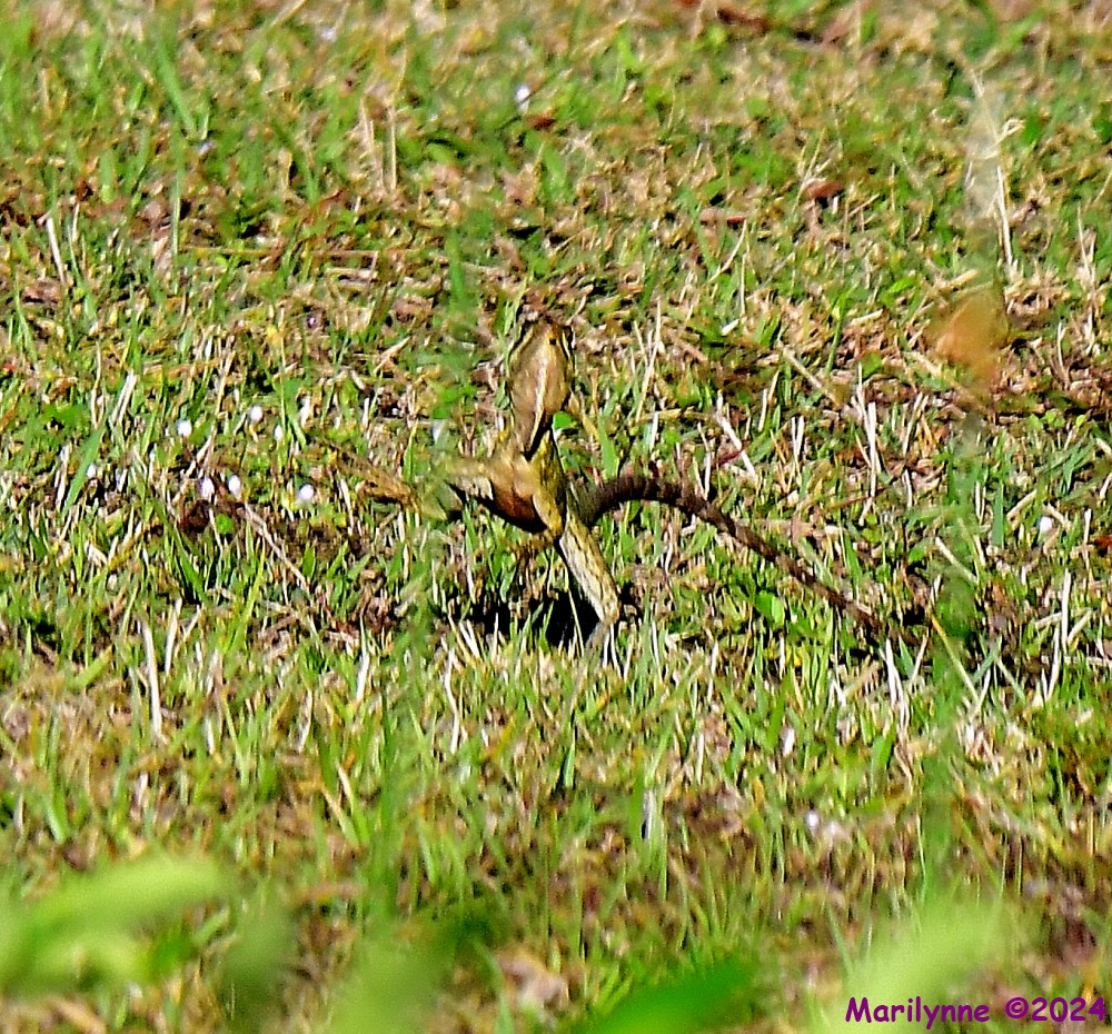 DSC_6994_001.JPG