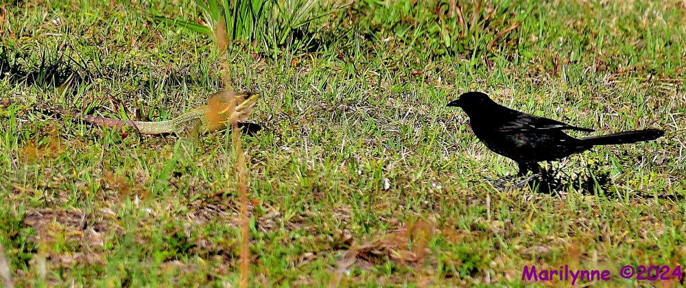DSC_6995_001.JPG
