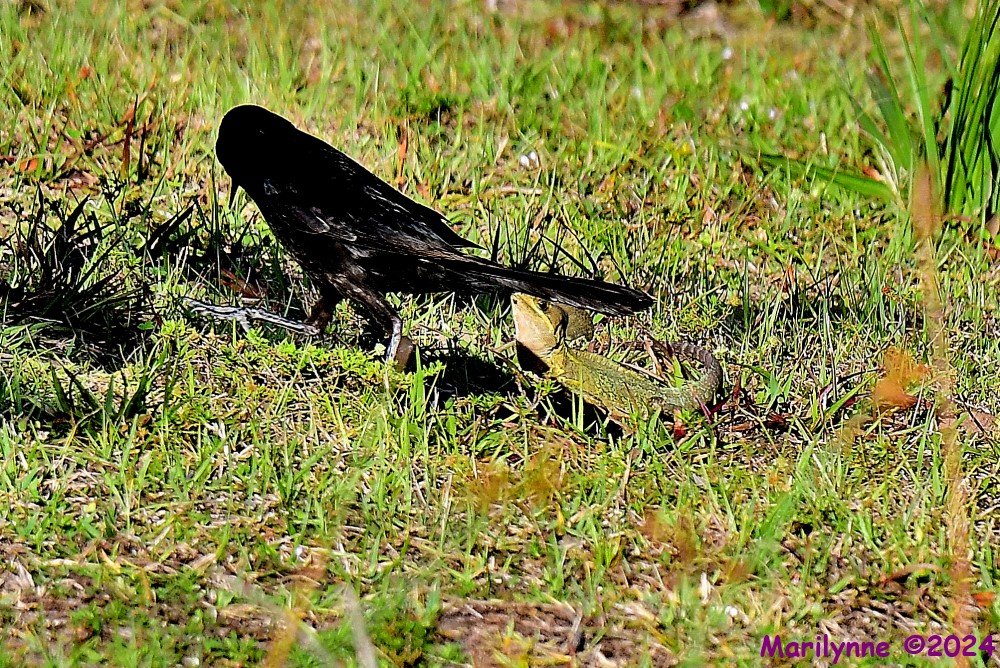 DSC_6997_001.JPG
