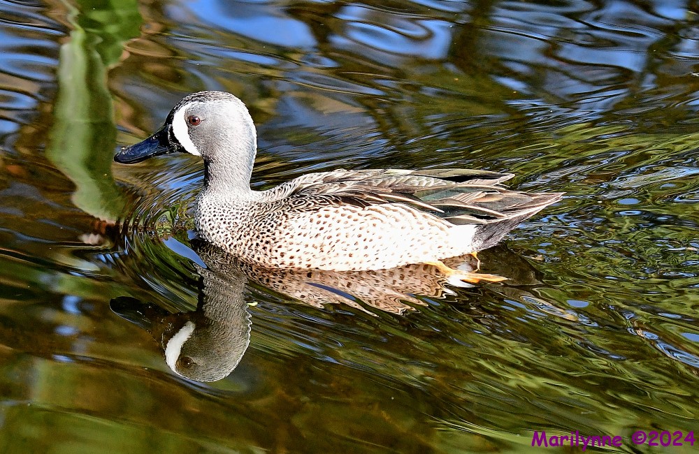 DSC_6998_001.JPG