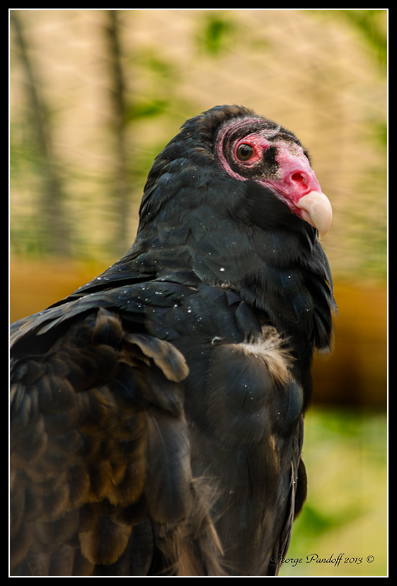 DSC_6999.jpg