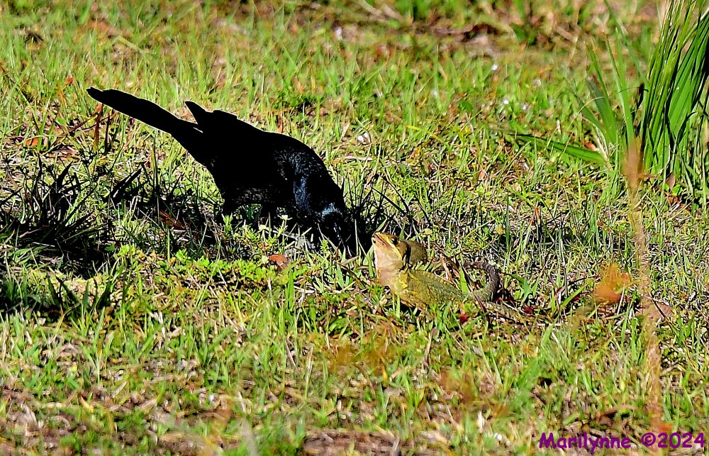 DSC_7000_001.JPG