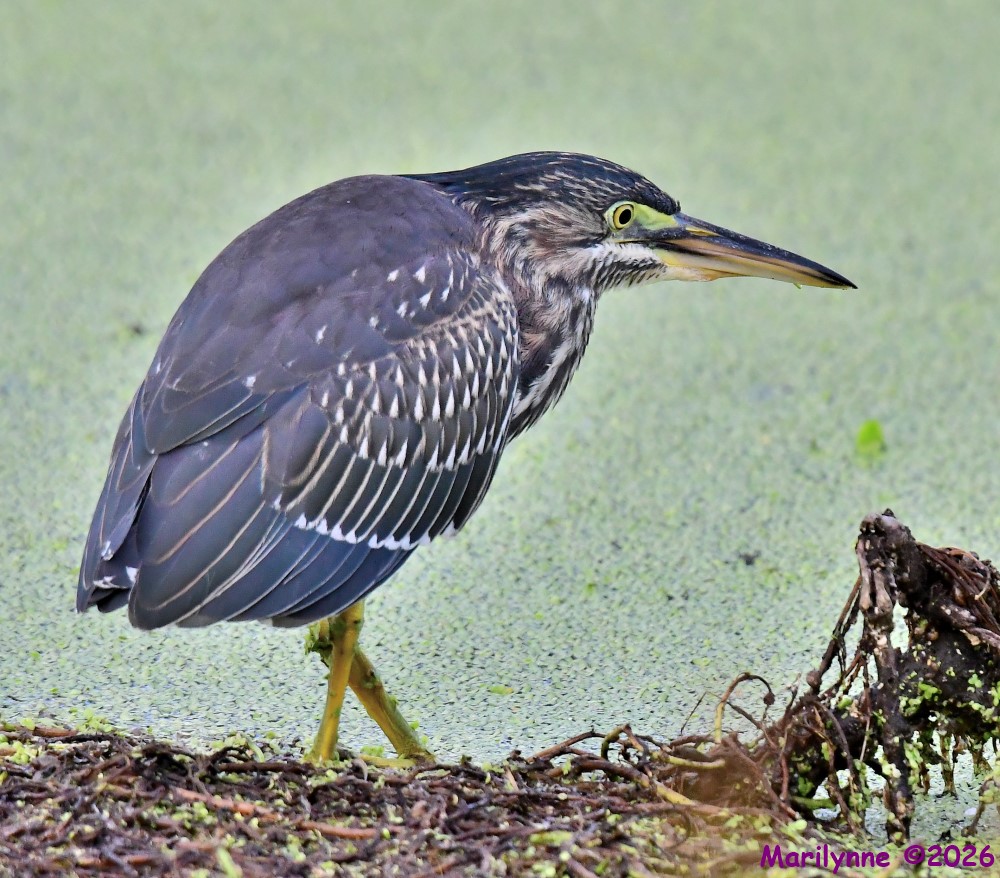 DSC_7000_001.JPG