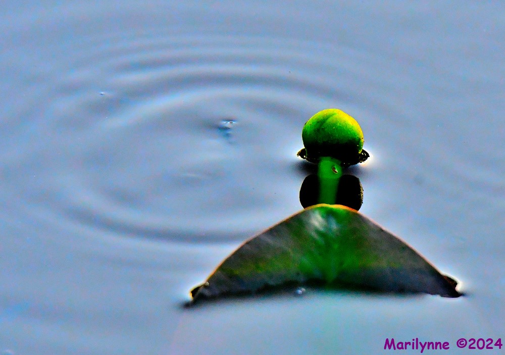DSC_7002_001.JPG