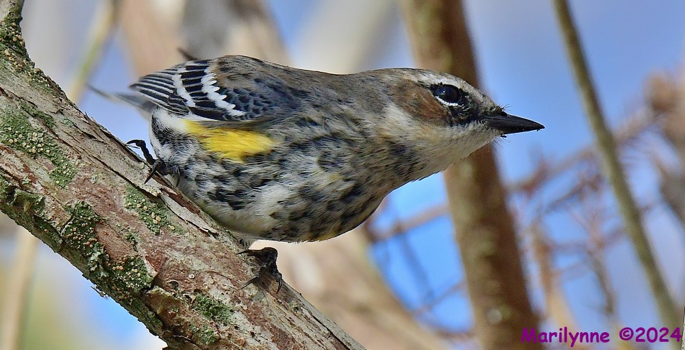 DSC_7004_001.JPG