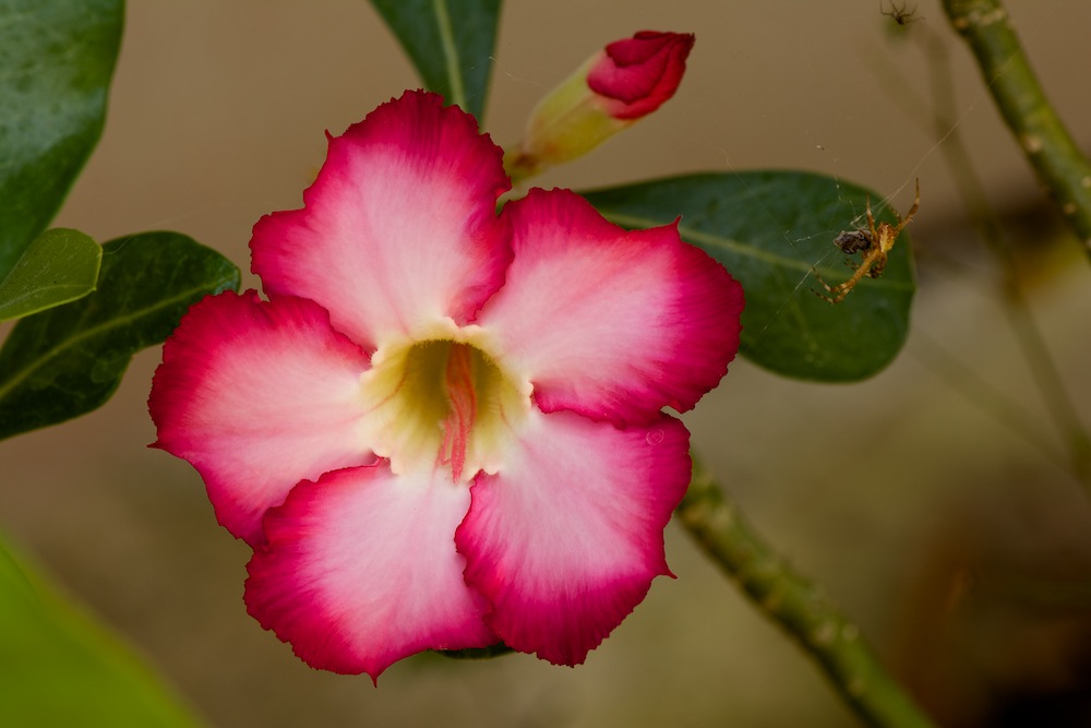 DSC_7005.jpg