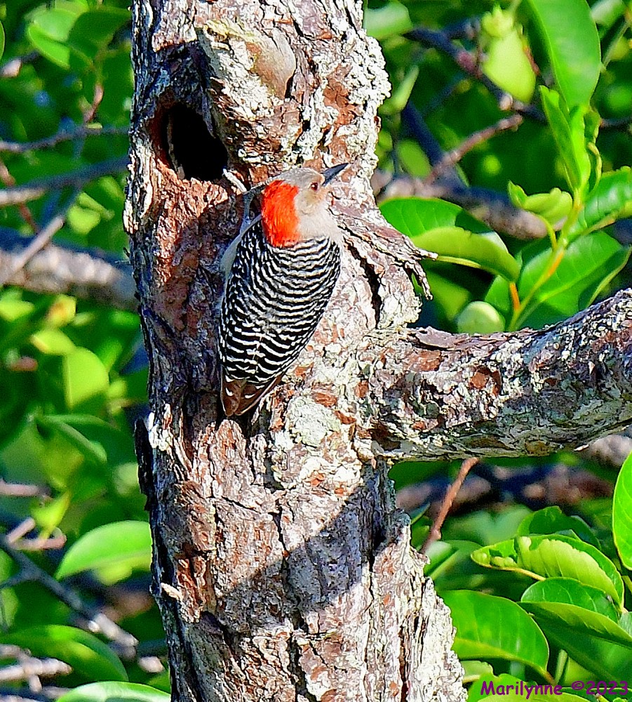 DSC_7005_001.JPG
