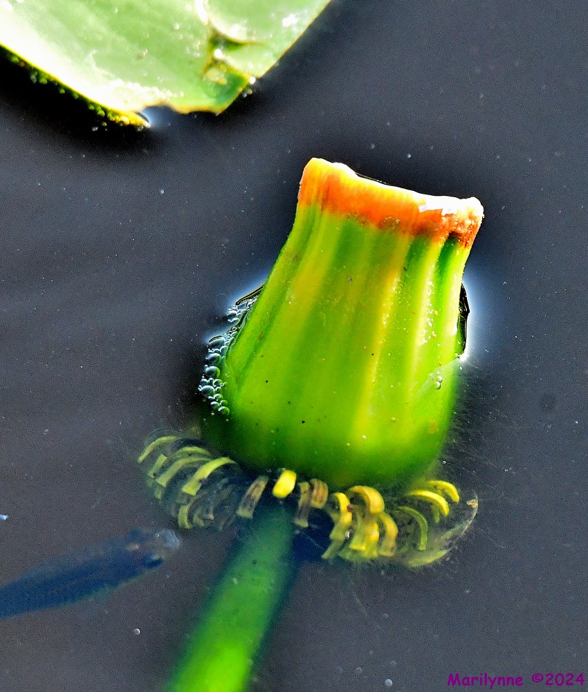 DSC_7005_001.JPG