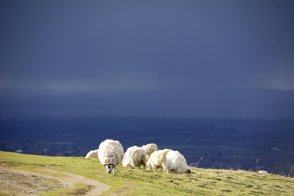 DSC_7006.jpg