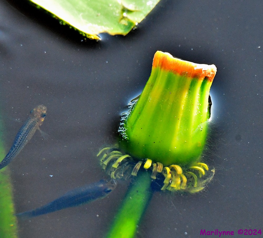 DSC_7006_001.JPG