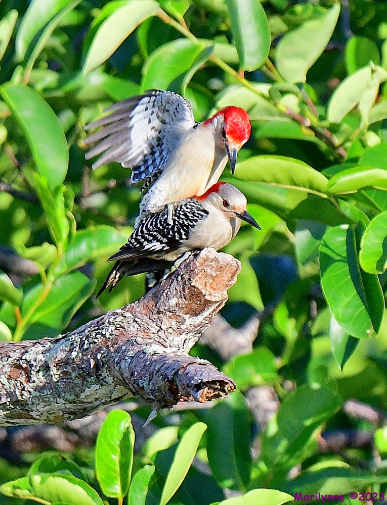 DSC_7007_001.JPG