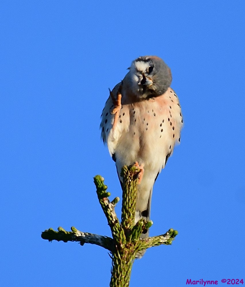 DSC_7007_001.JPG