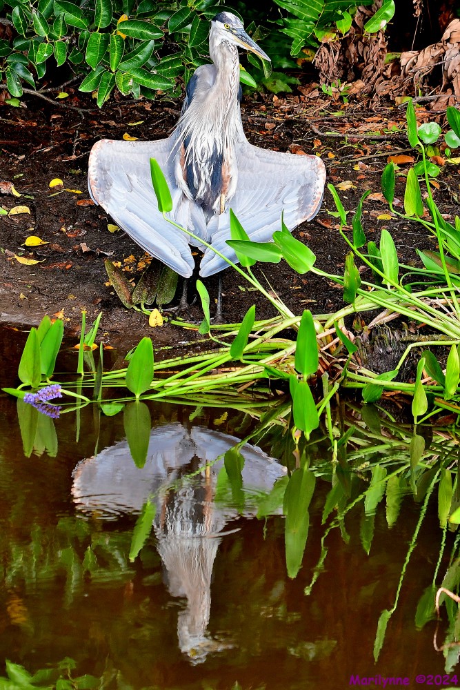 DSC_7009_001.JPG