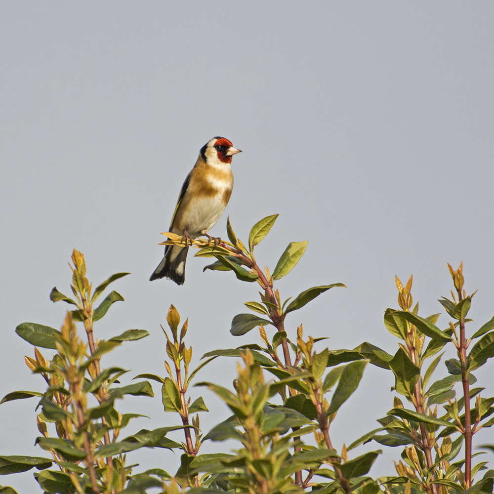 DSC_7010.jpg