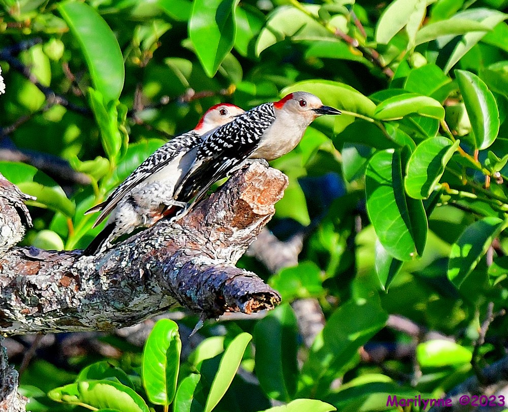DSC_7012_001.JPG