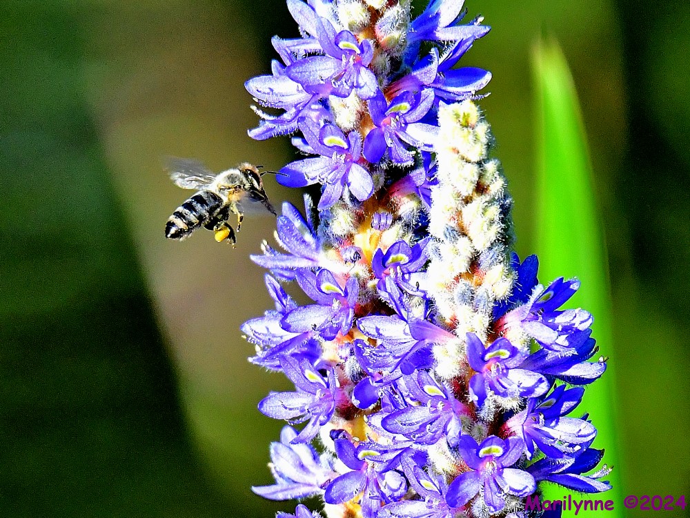 DSC_7013_001.JPG