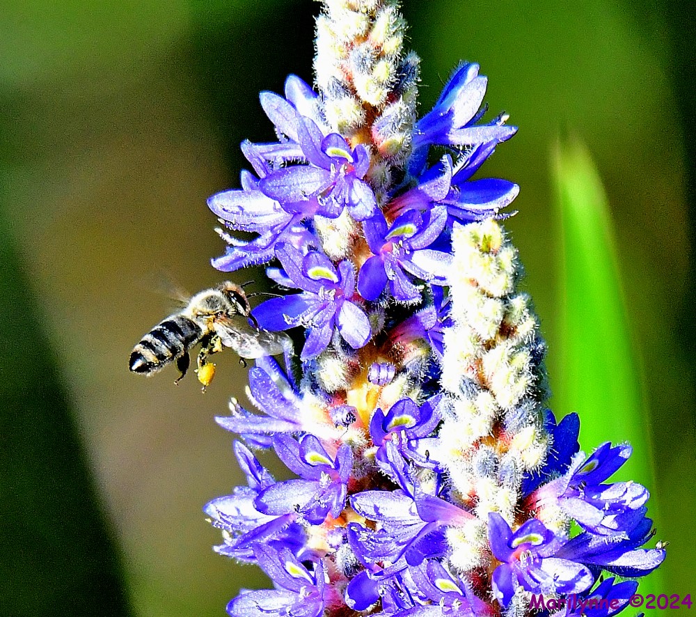 DSC_7014_001.JPG