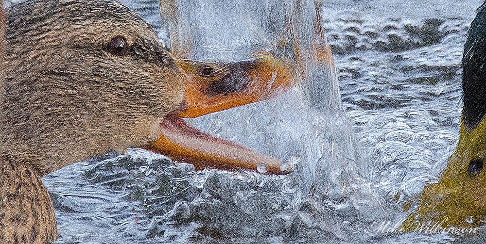 DSC_7015.jpg
