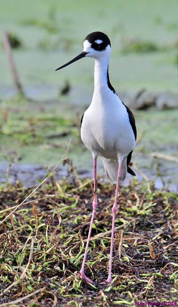 DSC_7015_001.JPG