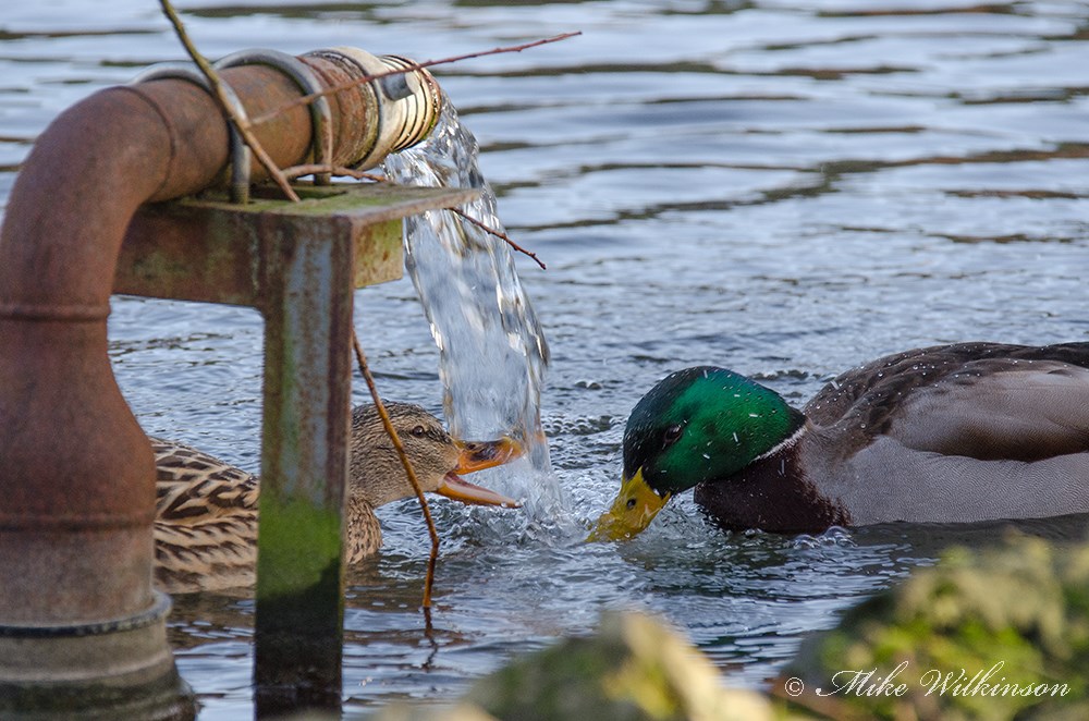DSC_7015m.jpg