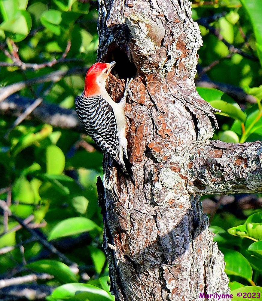 DSC_7017_001.JPG