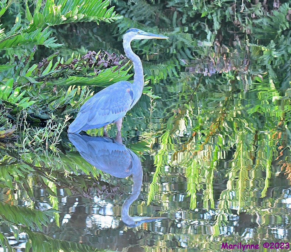 DSC_7020_001.JPG