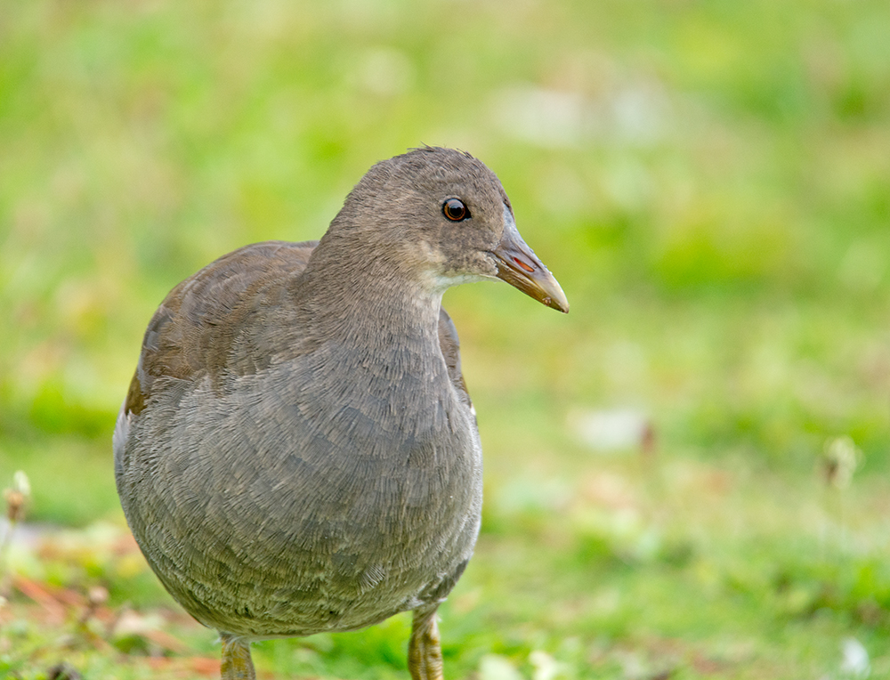 DSC_7023.jpg