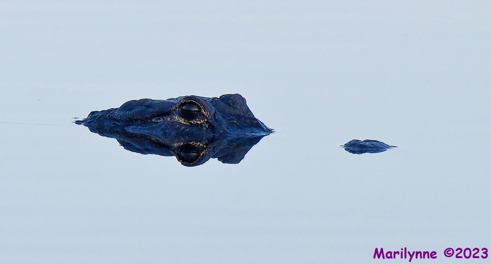 DSC_7023_001.JPG
