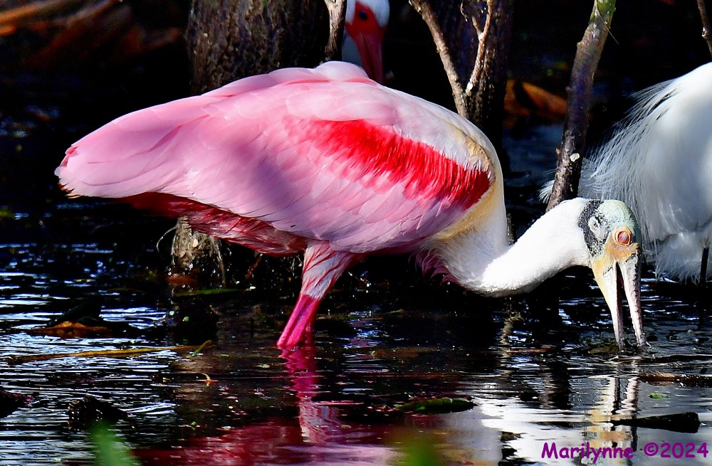 DSC_7024_001.JPG