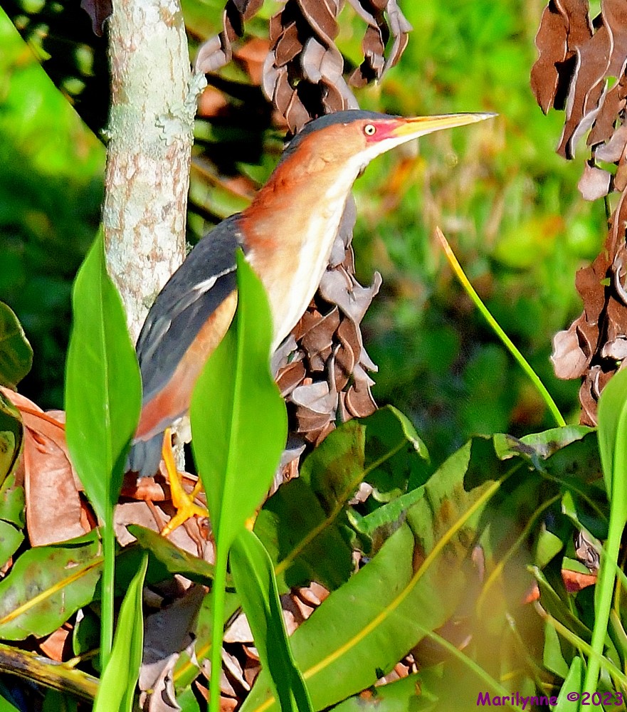 DSC_7025_001.JPG