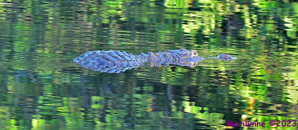 DSC_7026_001.JPG
