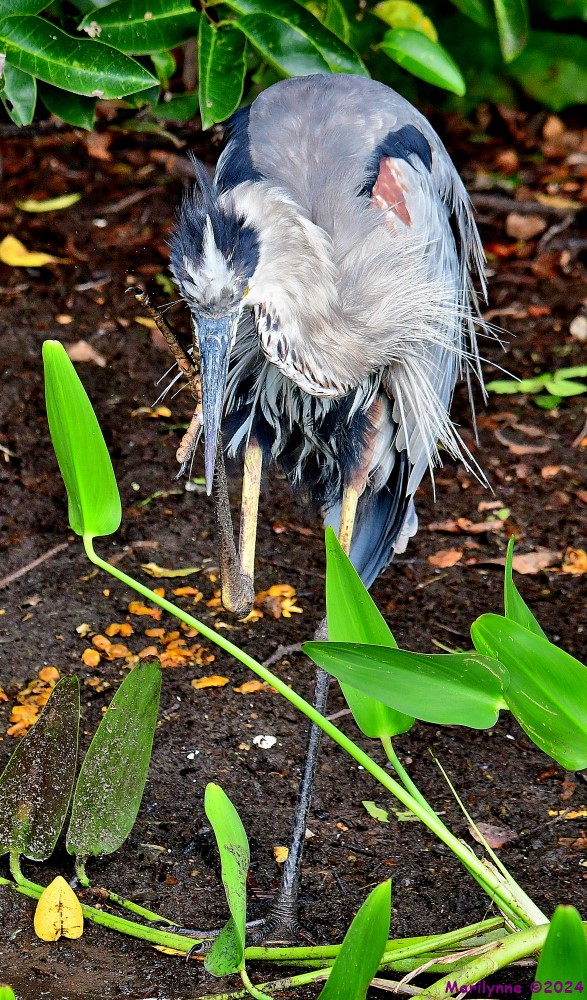 DSC_7026_001.JPG