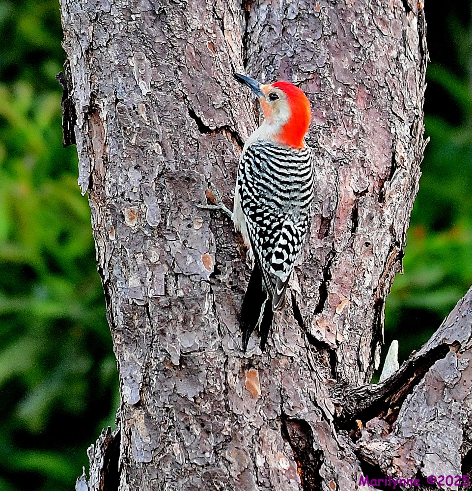 DSC_7029_001.JPG