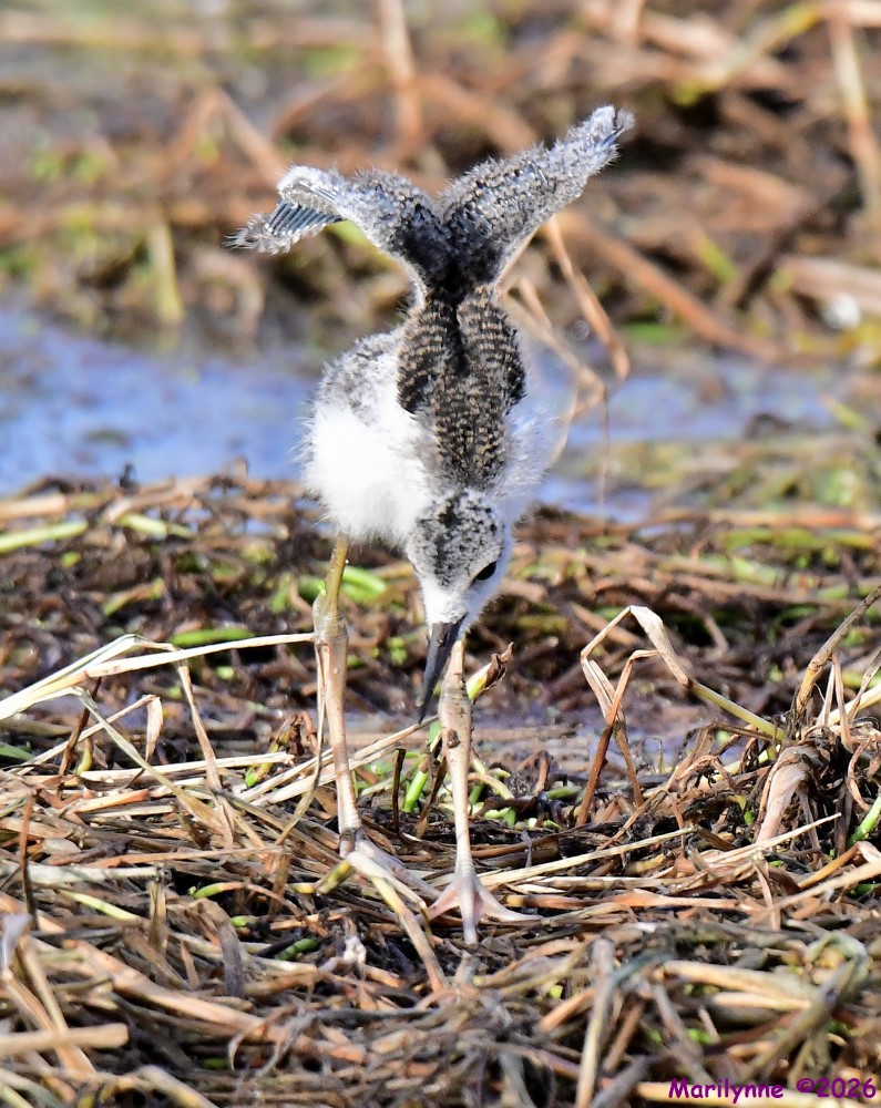 DSC_7032_001.JPG