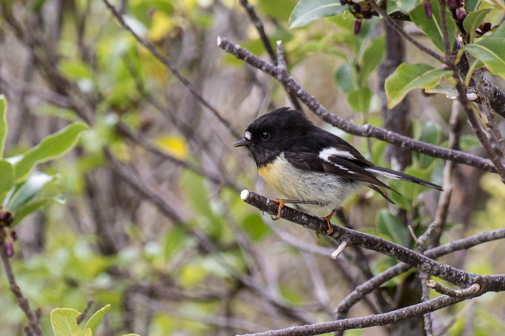 DSC_7034.jpg