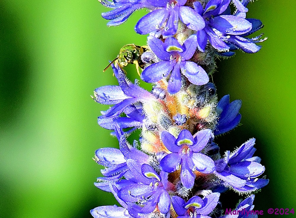 DSC_7035_001.JPG