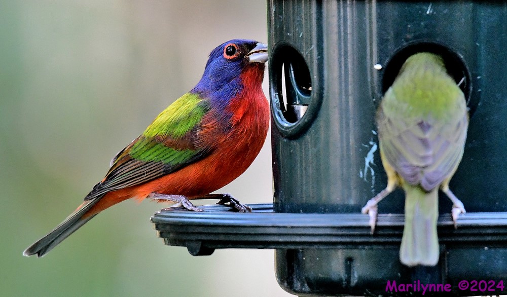 DSC_7036_001.JPG