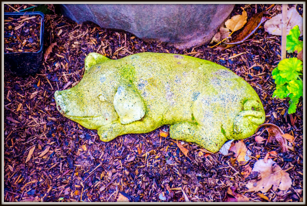 DSC_7037.jpg