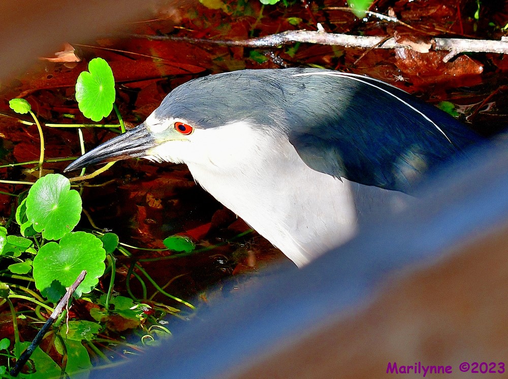 DSC_7037_001.JPG