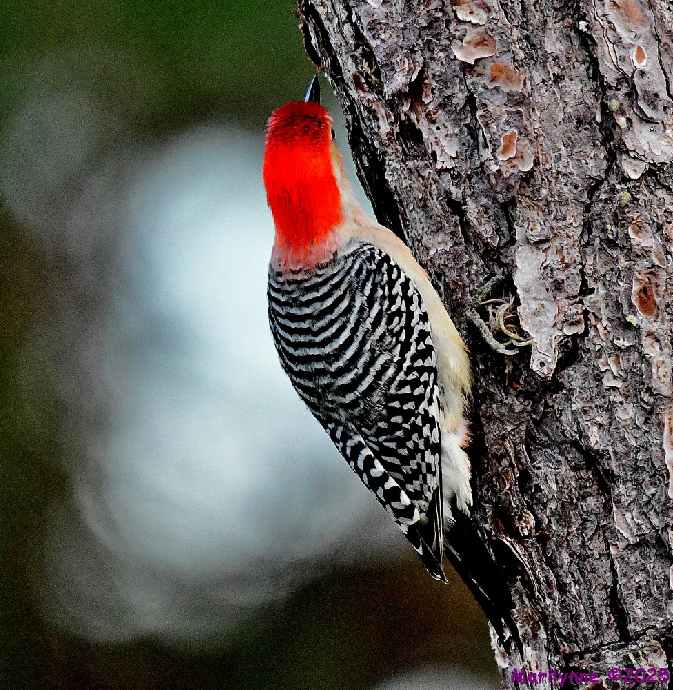DSC_7038_001.JPG